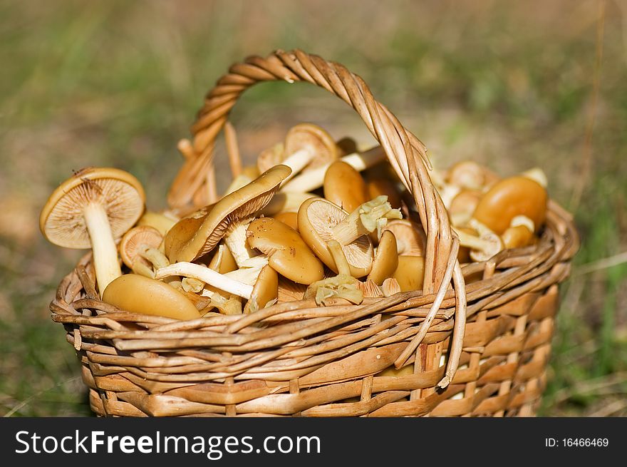 Basket With Mushrooms In Forest