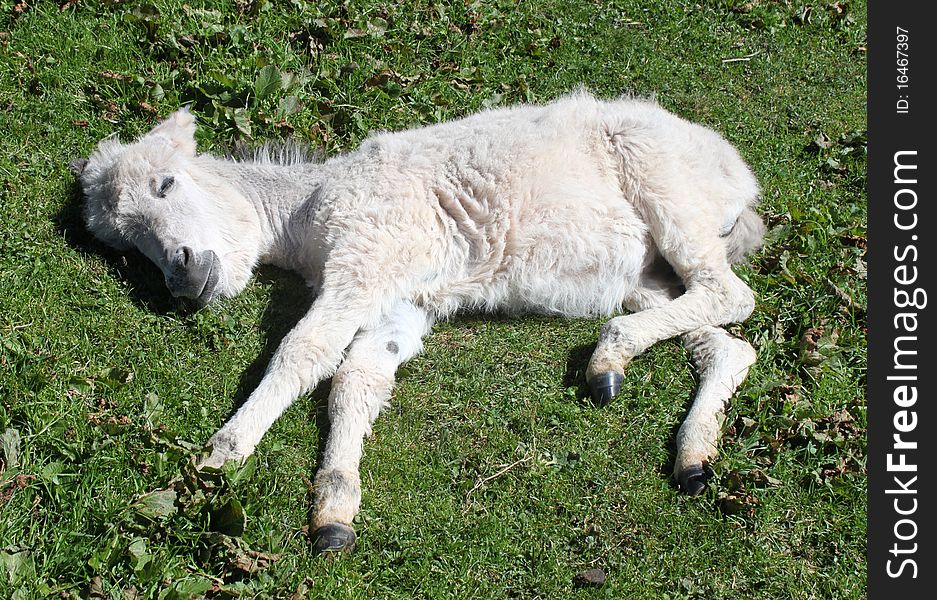 Baby donkey lying on the grass. Baby donkey lying on the grass