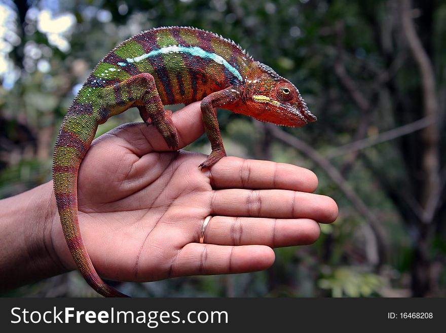 Chameleon in its natural environment, Madagascar. Chameleon in its natural environment, Madagascar.