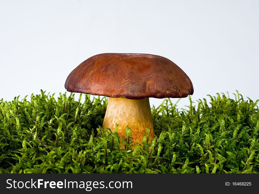 Young mushroom growing on green moss on the white background. Young mushroom growing on green moss on the white background