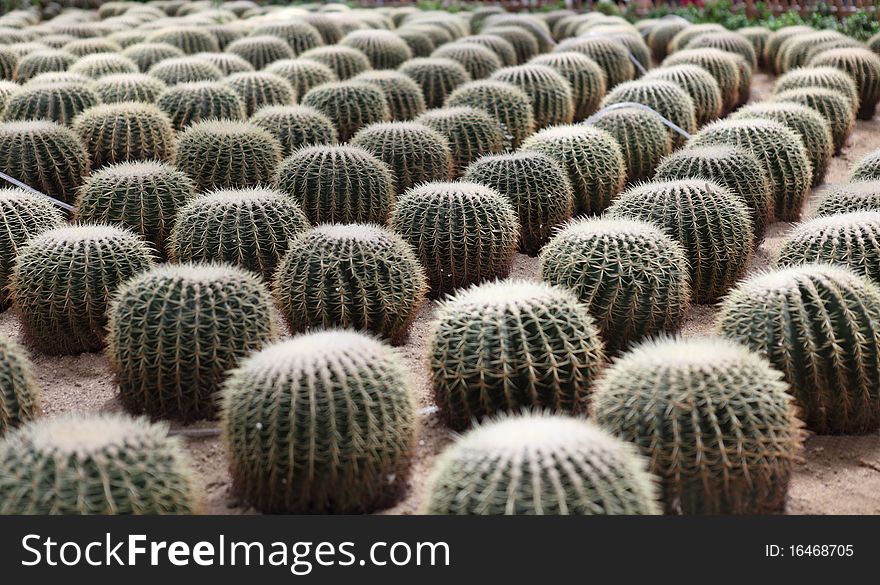 Many cactus in the field