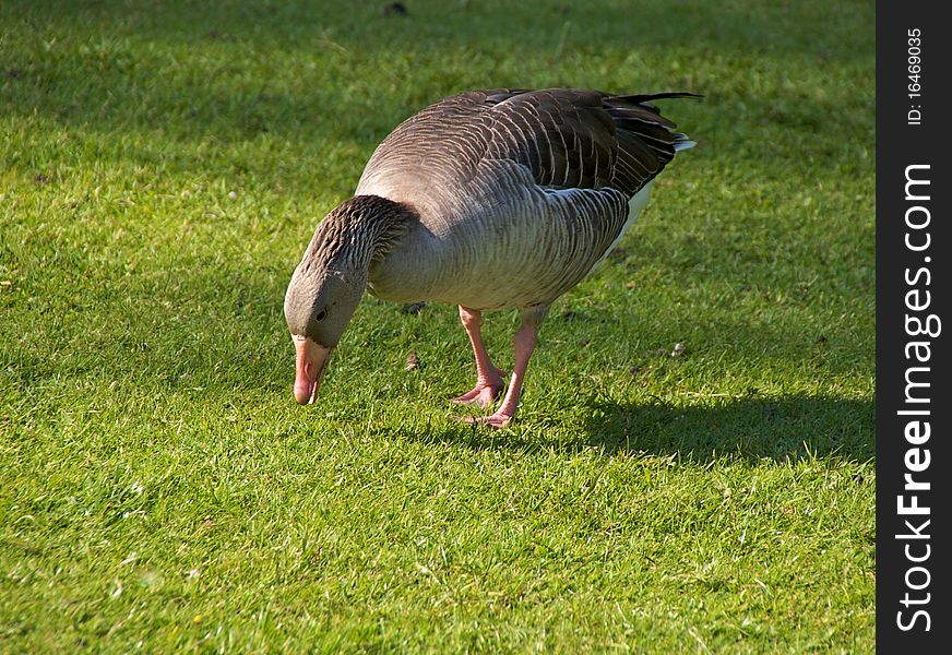 Greyleg goose (Anser anser) in Sonsbeek Park, Arnhem, The Netherlands