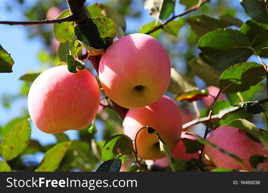 Many apples hanging on the tree