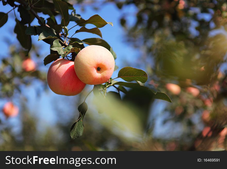 Many apples hanging on the tree