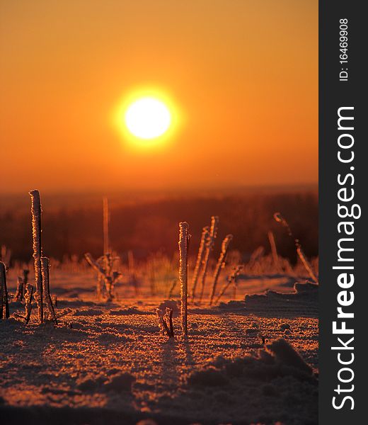 Snow and silhouette of the herb on sunset background. Snow and silhouette of the herb on sunset background