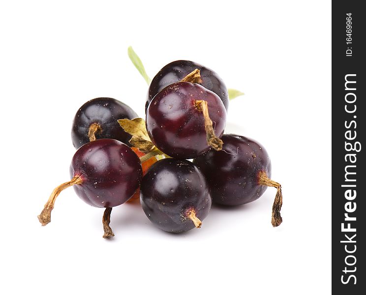 Fresh ripe Ribes nidigrolaria photographed closeup isolated on a white background. Fresh ripe Ribes nidigrolaria photographed closeup isolated on a white background.