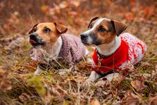 Two Jack Russell Terrier Dogs In Clothes On The Lawn Stock Photo Two Jack Russell Terrier Dogs In Clothes On The Lawn Stock Photo