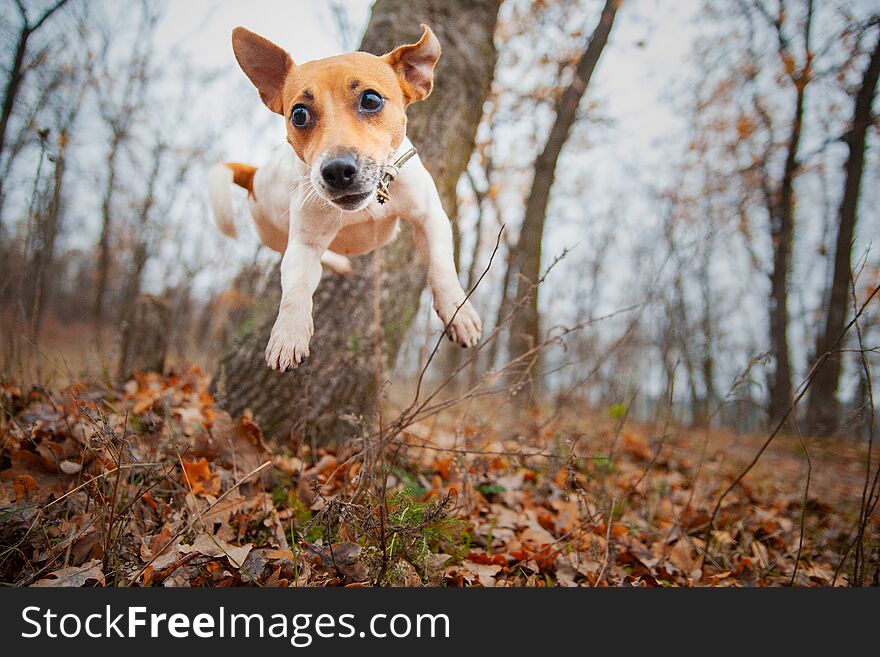 Dog breed Jack Russell Terrier jumps from a tree