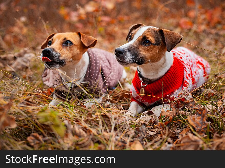 Two Jack Russell Terrier Dogs In Clothes On The Lawn