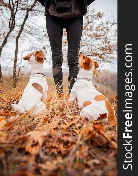 Two Jack Russell Terrier dogs are sitting and looking at a man in the park among the fallen leaves