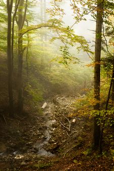 Fabulous Fresh Stream In The Forest Stock Photos
