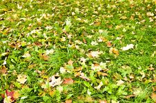 Leaves Lying On The Ground During Autumn Royalty Free Stock Photo Leaves Lying On The Ground During Autumn Royalty Free Stock Photo
