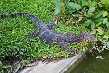 Portrait Of A Banded Monitor Lizard Royalty Free Stock Photography Portrait Of A Banded Monitor Lizard Royalty Free Stock Photography
