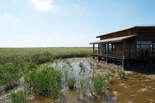 Free Wetland Royalty Free Stock Image - 16479096