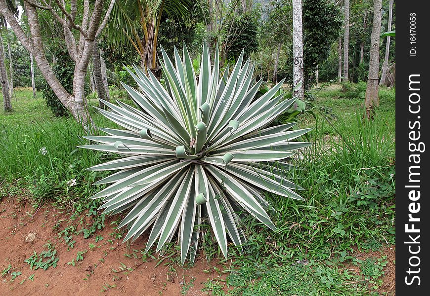 Agave variegata plant in garden