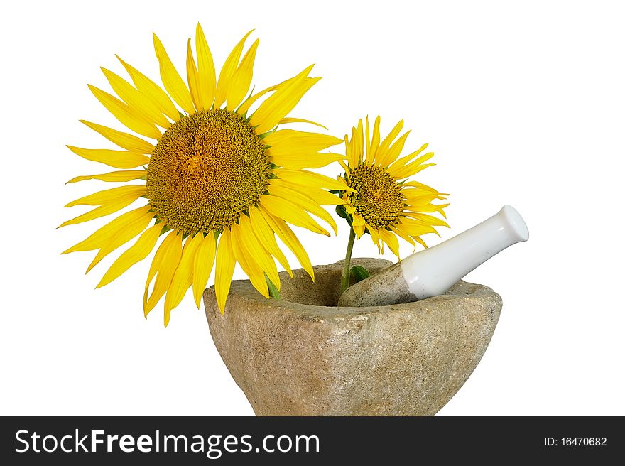 Manufacture of vegetable oil sunflowers. Manufacture of vegetable oil sunflowers.