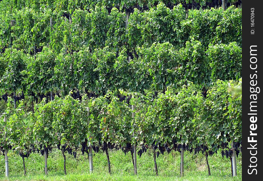 Italian vineyard in Lombardia, with bunches of ripe grapes