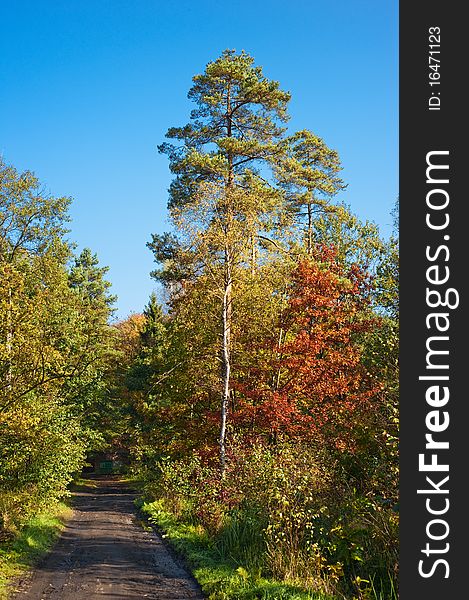 Autumn forest path. Photo made in Poland