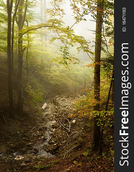 Fabulous fresh stream in the forest. Photo made in Poland