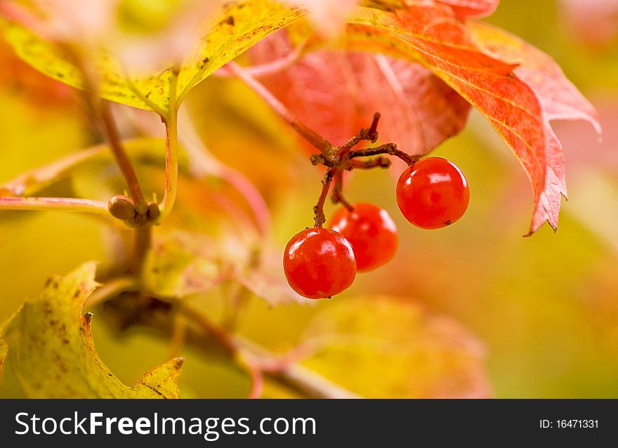 Autumn berry guelder-rose red