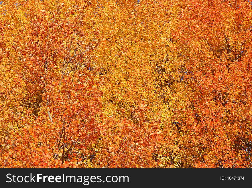 Aspen tree leaves good for autumn background
