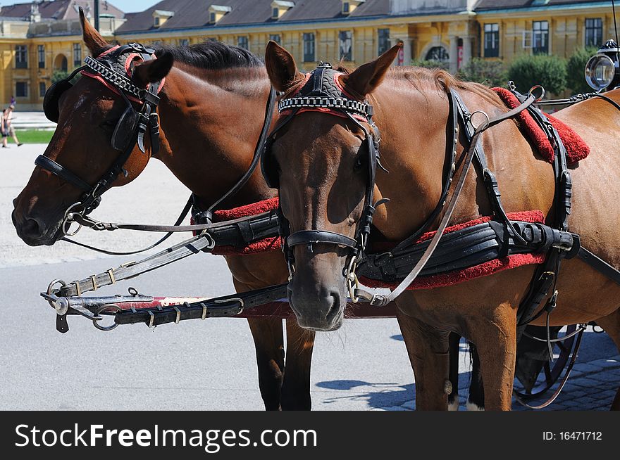 Brown horses harnessed to a cart