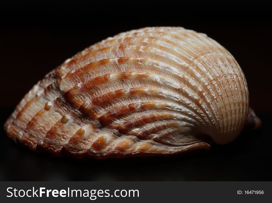 It's a sea shell with black background