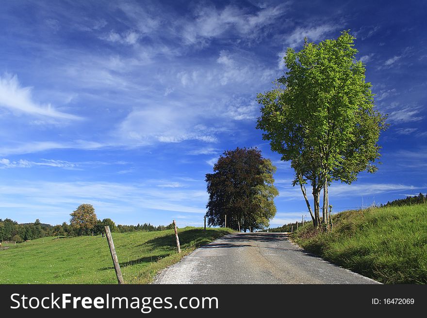 Road in a meadow