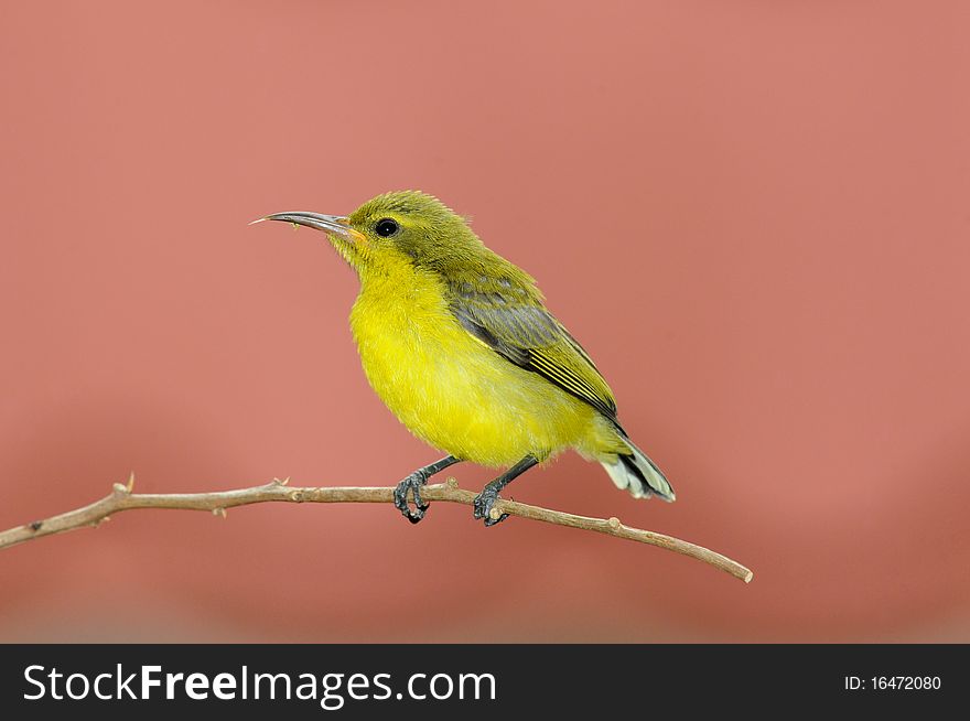 A Juvenile Sunbird Perch On A Branch. A Juvenile Sunbird Perch On A Branch