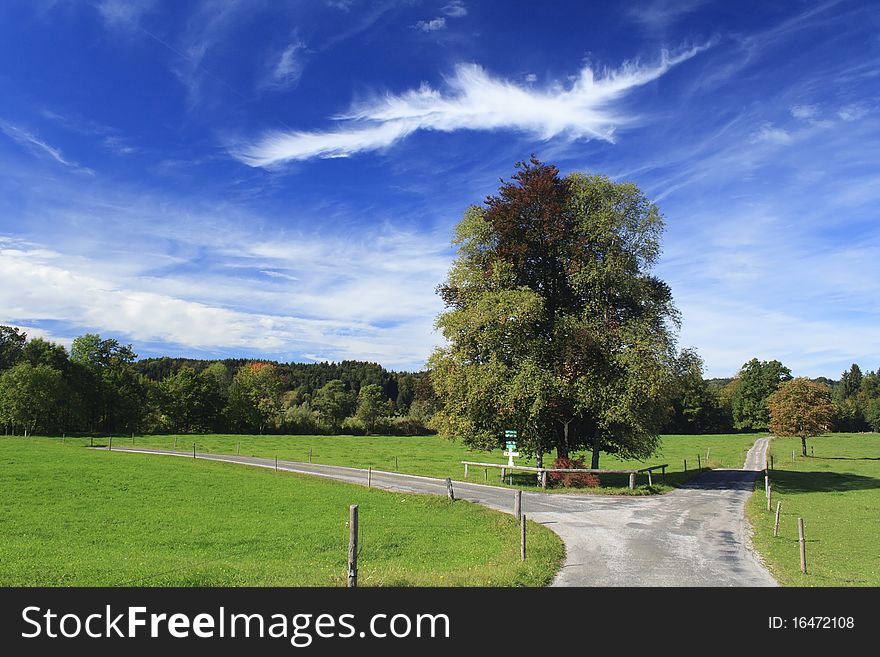 Road with colorful trees in a meadow, germany. Road with colorful trees in a meadow, germany