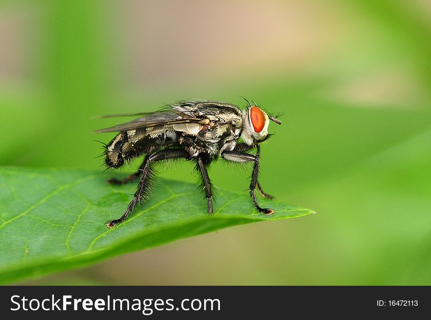 Closeup Image Of Housefly Resting On A Leaf