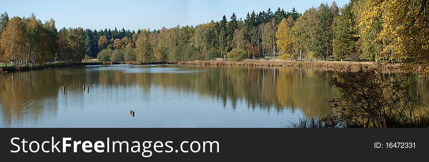 Pond In The Forest