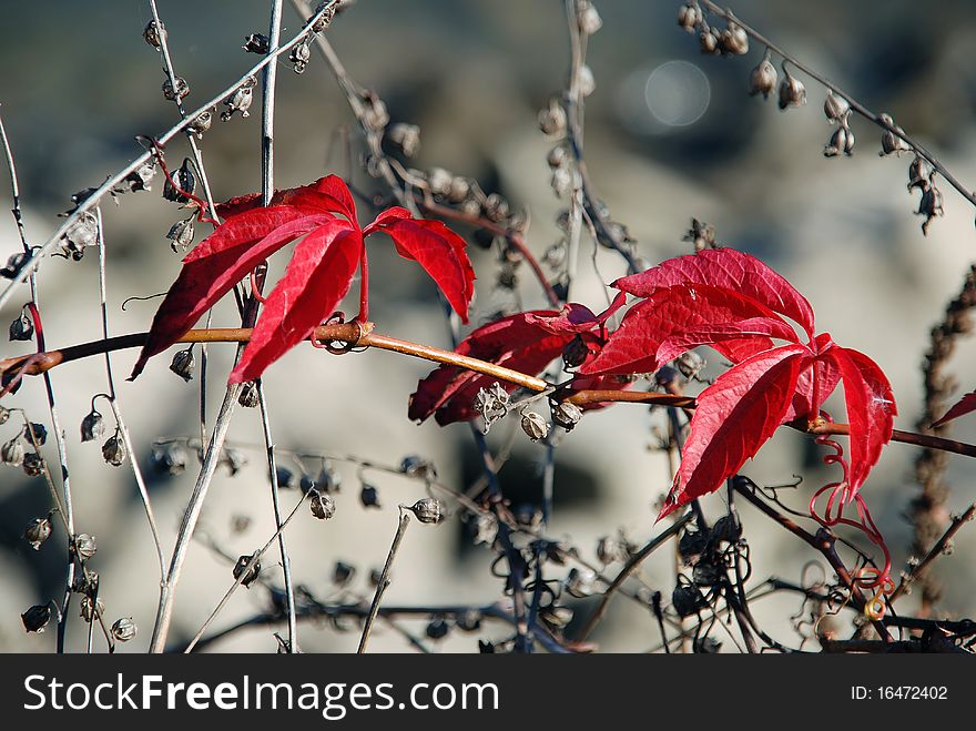 Red leaves on grey dry vegetation background. Red leaves on grey dry vegetation background
