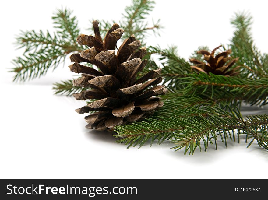 Branch Of Fir-tree And Cone