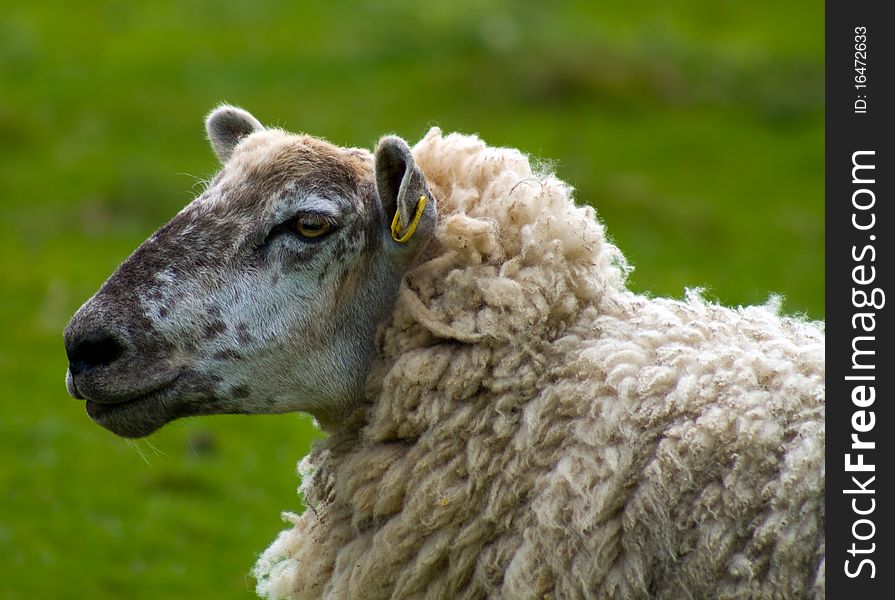 Close up of a sheep in the Peak District