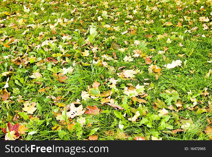 Leaves lying on the ground during autumn