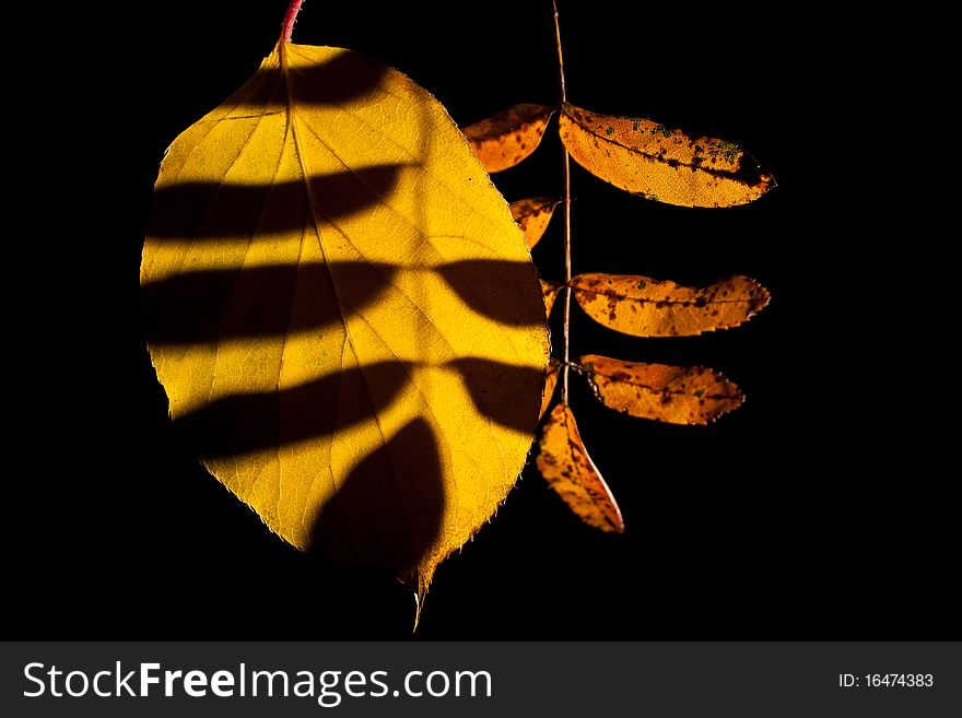 Close-up of two autumn-colored leaves on black background