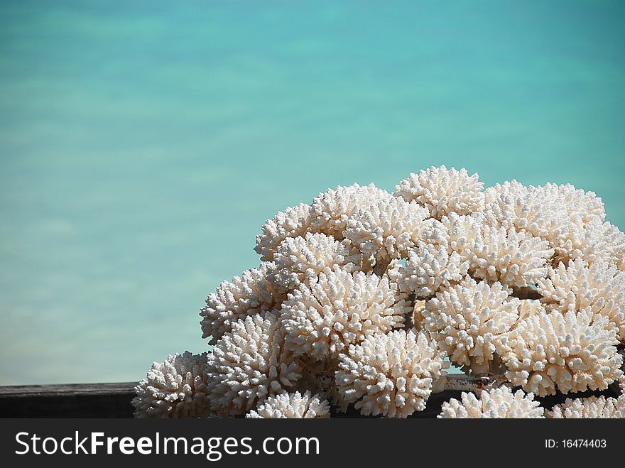 Coral, maldives, island in an indian ocean