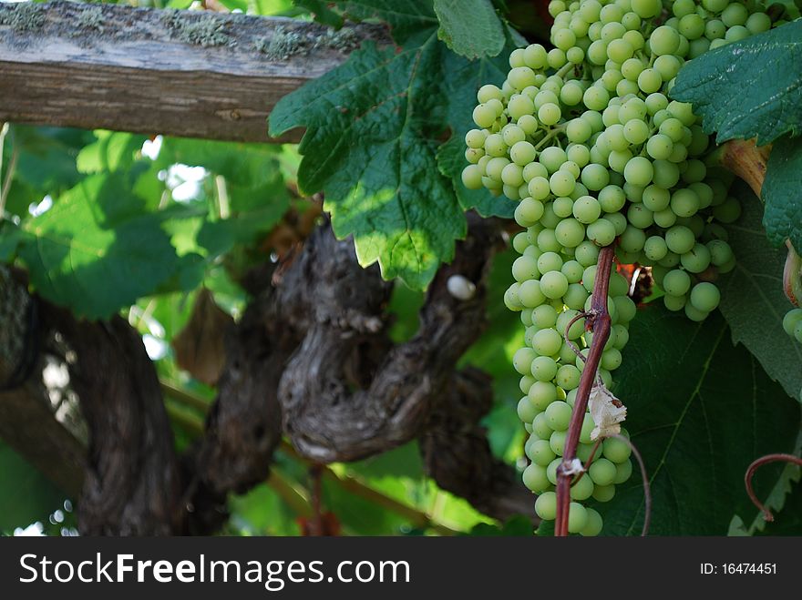 Grape fruits in a tender stage. Grape fruits in a tender stage.