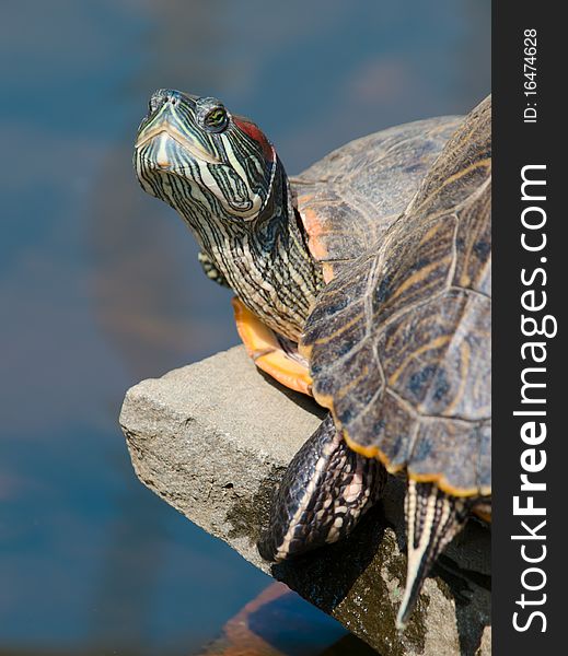 Turtle head over water closeup shallow dof. Turtle head over water closeup shallow dof