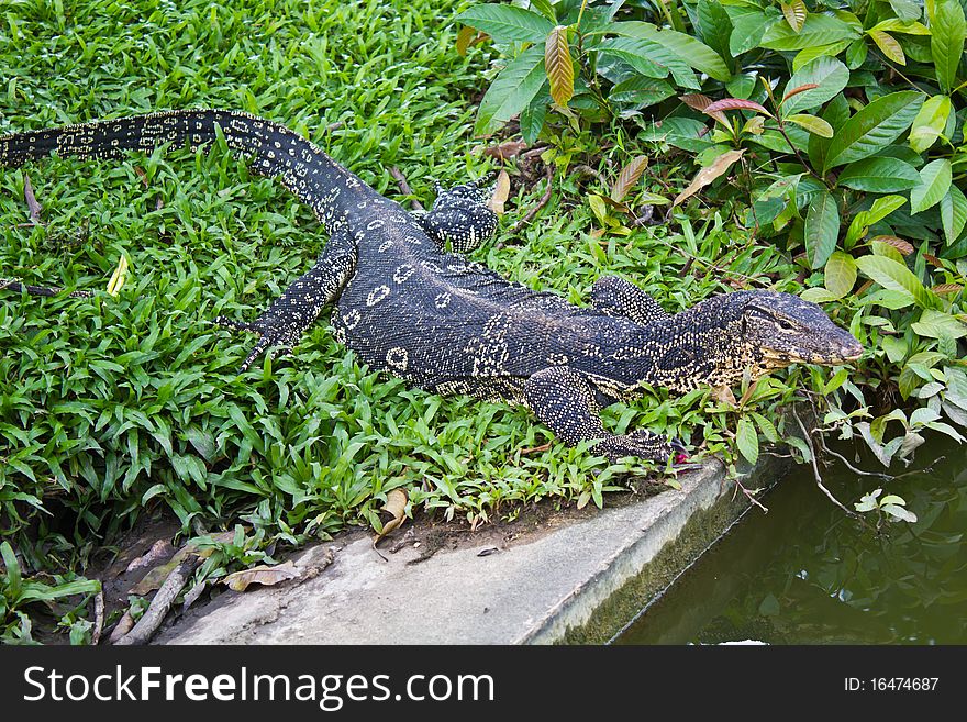 Portrait of a banded monitor lizard