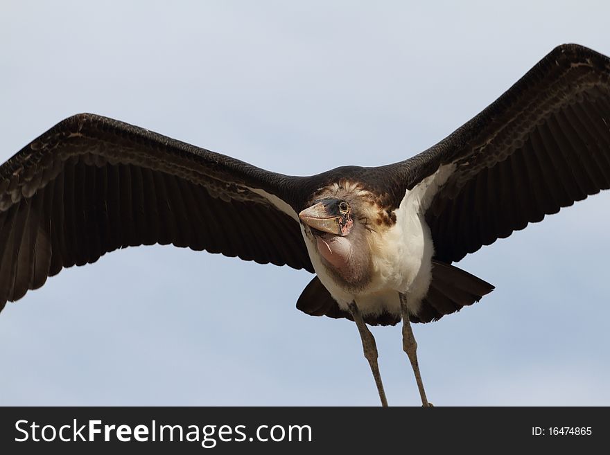 Details of a marabou stork in flight