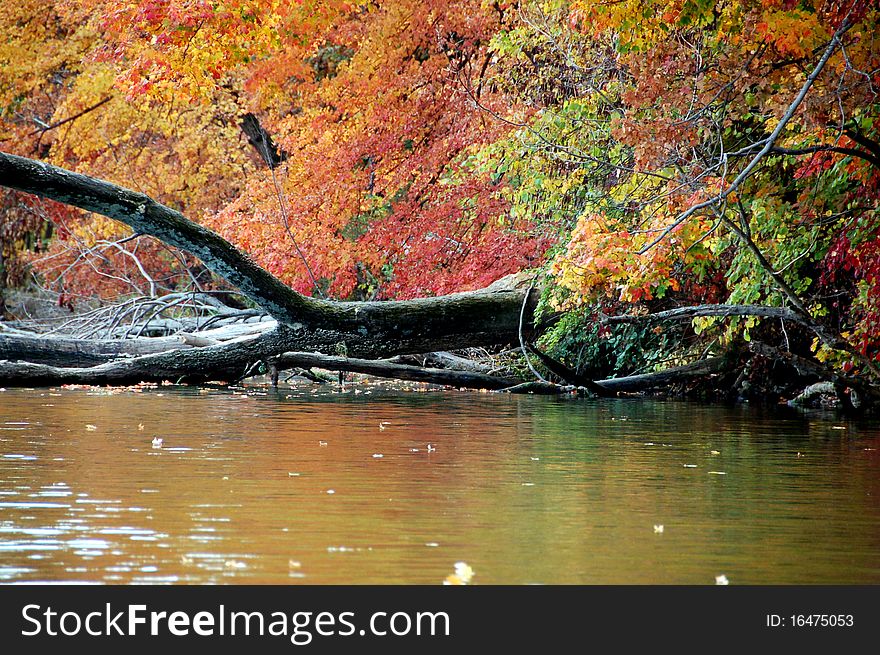 Autumn colors fallen trees along the shore