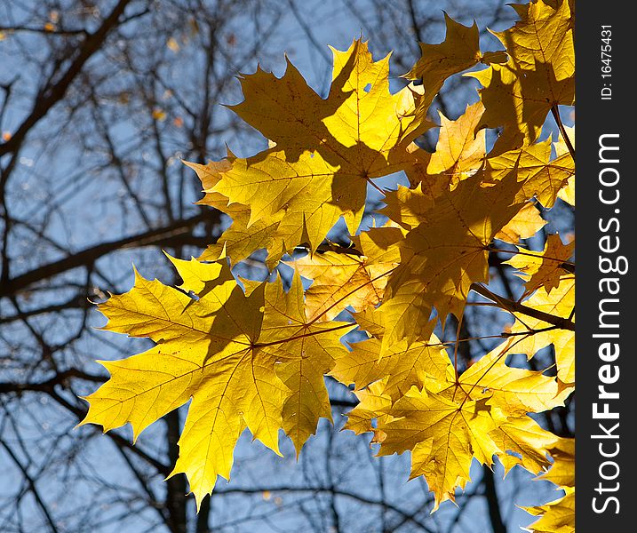 Autumn leaves of a maple. Autumn leaves of a maple
