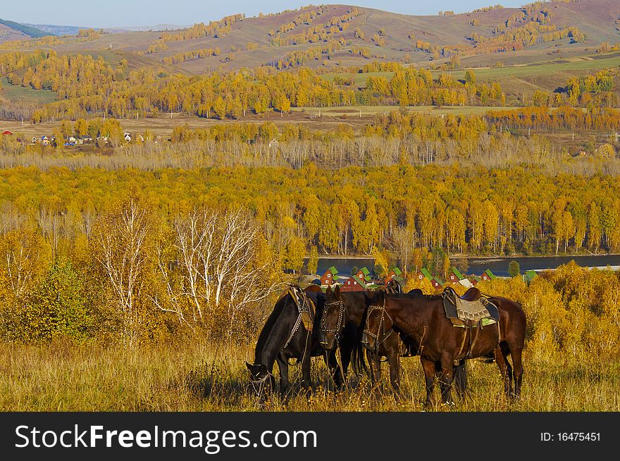Three horses on the autumn hill above village on the river bank