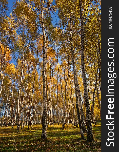 Gold birches against the blue sky. Gold birches against the blue sky