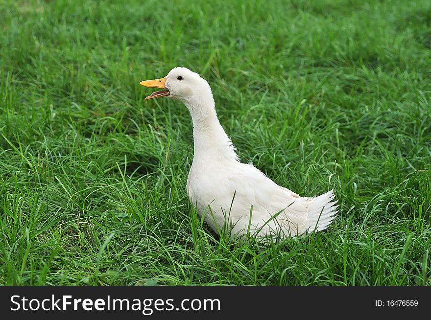 White Duck on grass