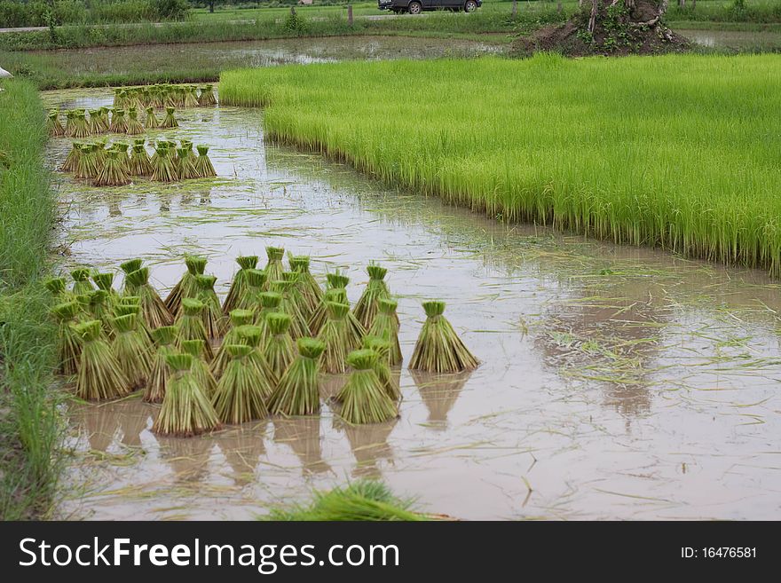 Rice fram in the thai country. Rice fram in the thai country