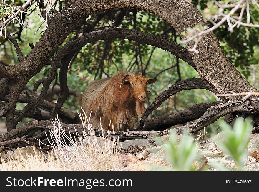 A goat in Mountains in western Crete, Greece