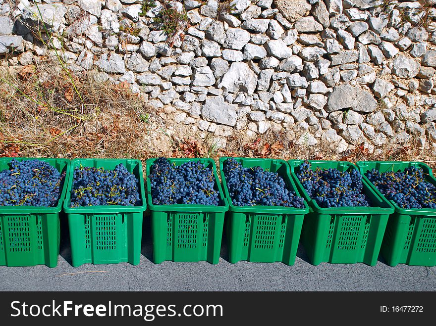 Harvesting grapes against a stone wall. Harvesting grapes against a stone wall